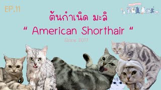 EP.11 The history of Mali (American Shorthair) กำเนิดแมวน้อย น้องมะลิ
