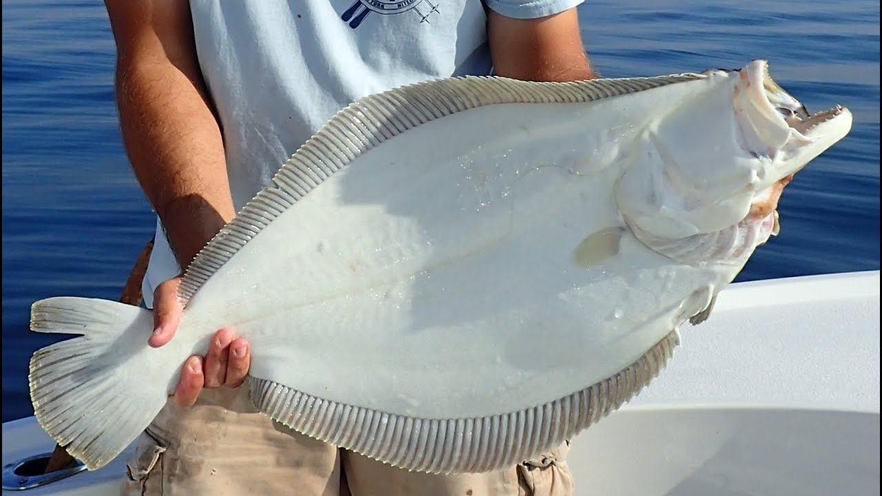 Superb Fluke (Summer Flounder) Trip Doormat Released YouTube