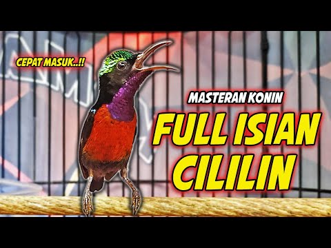 MASTERAN KONIN GACOR FULL NEMBAK ISIAN TONJOLAN MEWAH !! PANCINGAN KOLIBRI NINJA BAHAN CEPAT BUNYI