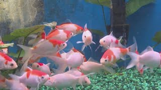 Kalihi Pet Center Provides a Variety of Small Animals