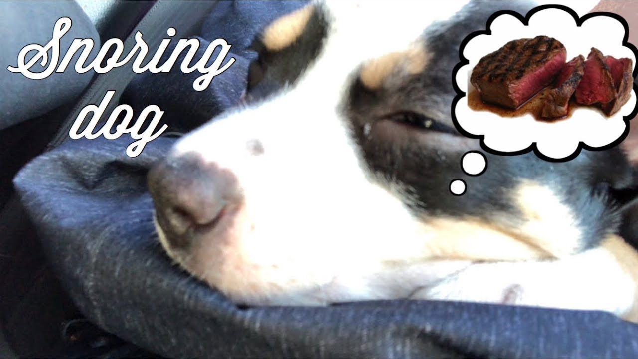 Funny dog snoring loud when sleeping 2018 YouTube