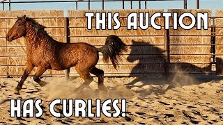 Another Mustang Auction begins! *browsing the online corral* by The Project Equestrian 18,111 views 4 months ago 15 minutes