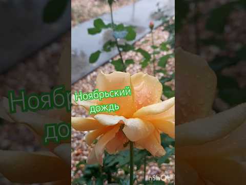 Ноябрьский #дождь #осень #rain #shorts #fall #шортс #shortvideo #short #rose #flowers #weather #rosé
