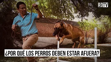 ¿Dónde debe estar el perro durante el día?