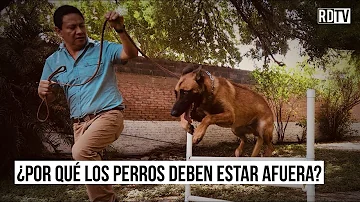 ¿Los perros prefieren estar dentro de casa?