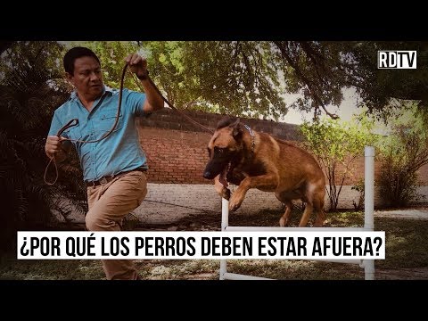 Video: ¿Puede un perro vivir en una caseta durante el invierno?