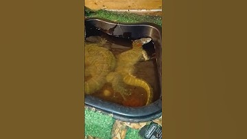 Nile monitor handling tips and tricks