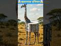 जब जानवरों ने पकड़ा म्यूजिक इंस्ट्रूमेंट 🥁🦒 | खतरनाक पर क्यूट जानवरों का म्यूजिकल फ्यूजन 😍🎶