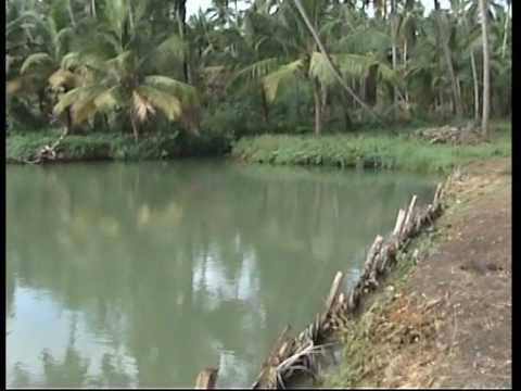 Kerala Research Fish Farm (VinSaj Ltd) - YouTube