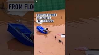 Heartwarming rescue saves two dogs from floodwaters