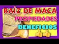 👍 RAÍZ de MACA ✅ 5 BENEFICIOS  PROPIEDADES 🚀  y CONTRAINDICACIONES 🔥