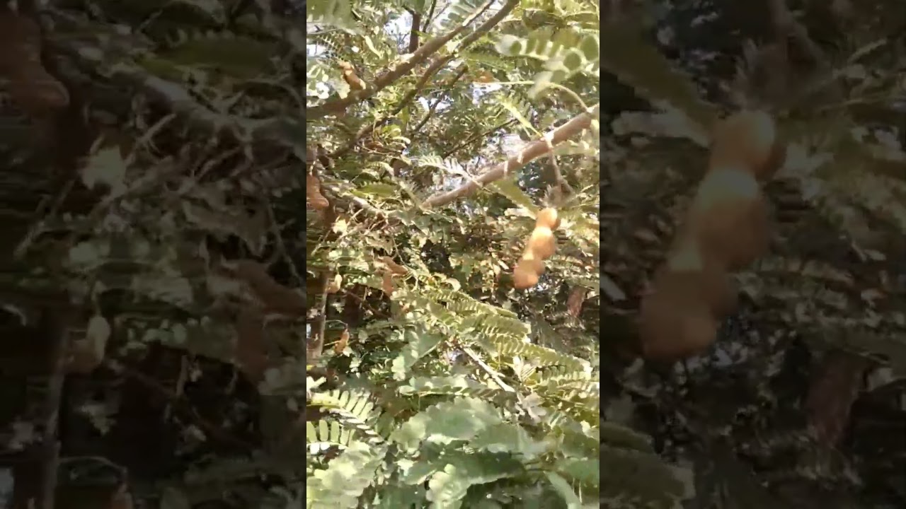 Tamarind Tree in Pakistan| imli ka poda Pakistan mein| 