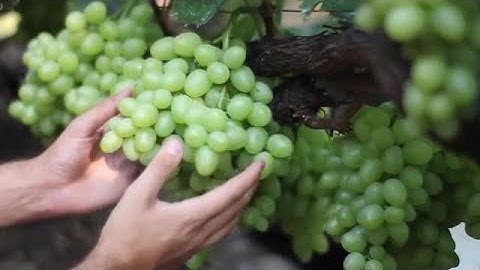 Inspecting Green Grapes Stock Video