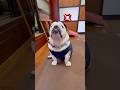 嫌いな言葉を連呼したらブチギレた #ブルドッグまめ #まめりき #englishbulldog