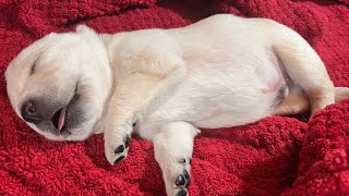 Livestream REPLAY: Adorable, 11-day-old Lab Puppies - Charlie Brown & the Peanuts #puppy #labrador by HighDesertLabradors 2,173 views 1 month ago 7 hours, 13 minutes