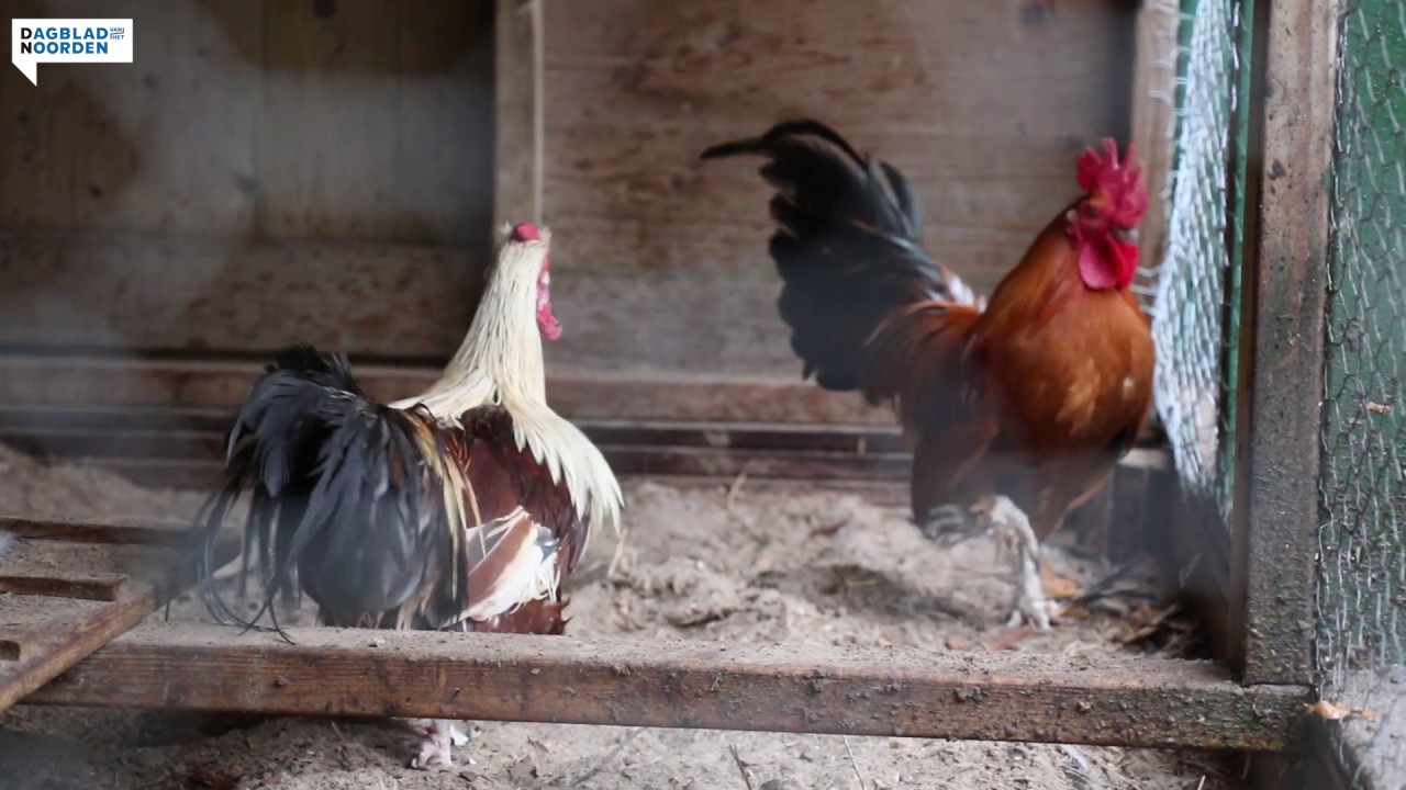 Kippen vangen op de kinderboerderij door maatregelen tegen vogelgriep