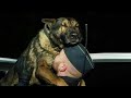 45 Most Heartwarming Animal Reunions with Owners | Compilation