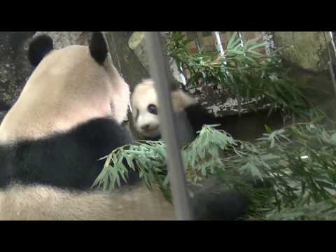 アドベンチャーワールド　ﾏﾏ　私の事　見てヨォ～(2017/01/28)