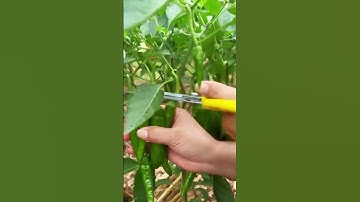 Chili harvesting techniques using simple tools #farming #agriculture #shorts