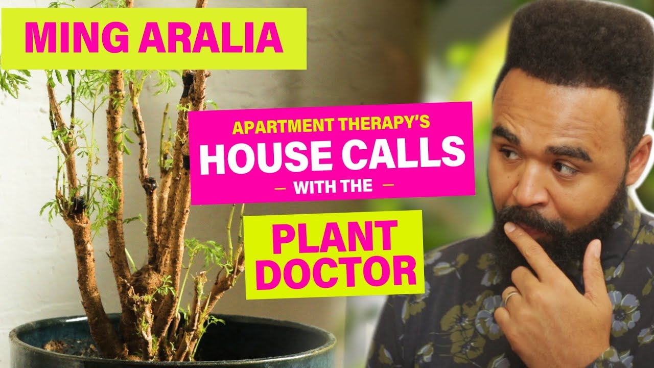 Kelsey's Ming Aralia | House Calls With The Plant Doctor | Apartment Therapy