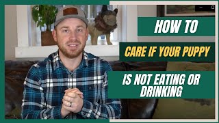 How To Care for Your Puppy If It's Not Eating or Drinking: Loss Appetite in Dogs
