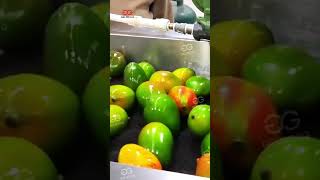 Mango Washing Waxing Sorting Processing Line #machine
