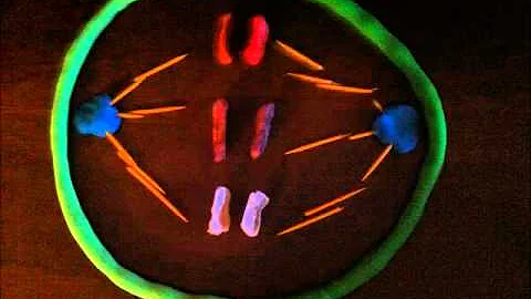 Mitosis Chris Cavanaugh