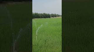 Wheat Production on Sprinkler System on Govt Subsidy