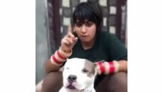 Pit Bull Rambo Patti In Haryana