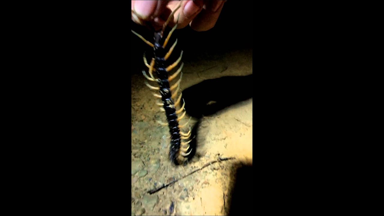 Гигантская сколопендра