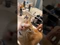 猫によって反応が分かれる理由