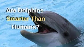 Are Dolphins Smarter Than Humans? l Mrİnfo