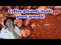 Did you know coffee grounds stunts plant growth