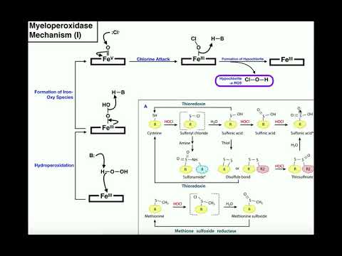 Catalytic Mechanism of Myeloperoxidase & Hypochlorous Acid Functions