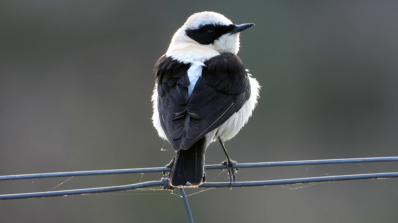 hornets font Black-eared wheatear, Mittelmeer-Steinschmätzer (Oenanthe hispanica)