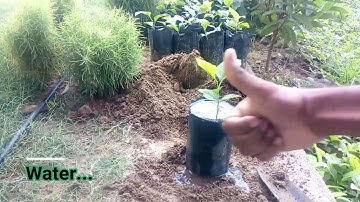 well drained soil mixture