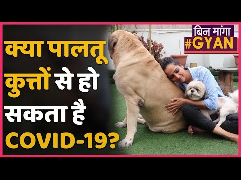 वीडियो: क्या आप कुत्ते को पालतू करने से कोविड को पकड़ सकते हैं?