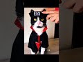Best Anime Cats CosplayЁЯШ ЁЯе Best Anime Cats CosplayЁЯШ ЁЯе