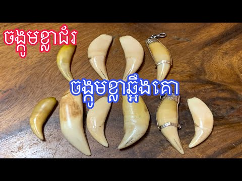 របៀបមើលចង្កូមខ្លាពិតរឺក្លែងក្លាយ, ចង្កូមខ្លាជ័រ-ចង្កូមខ្លាឆ្អឹងគោ, Real tiger fangs will fake, #275