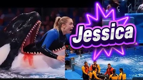 sự thật lạnh người phía sau đoạn video cá voi sát thủ tấn công jessica