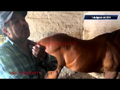 Rango De Salario De Un Entrenador De Caballos