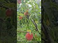 What Happens If You Don’t Thin Your Peaches 🍑