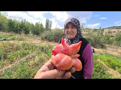 ANNEM & BEN ŞAŞIRDIK ŞEKİL İLGİNÇ BU NASIL DOMATES 🍅 | GÜL BİBERLER DEĞİŞTİ, ANNEM  DOMATES TOPLADI