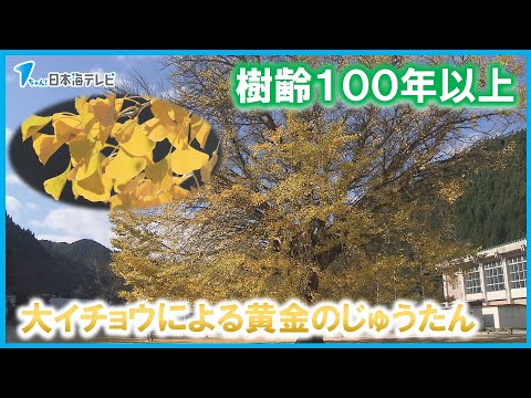【樹齢100年以上】大イチョウの落ち葉による“黄金のじゅうたん”　見頃を迎える　鳥取県日南町
