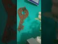 என்ன ஒரு சாப்பாடு