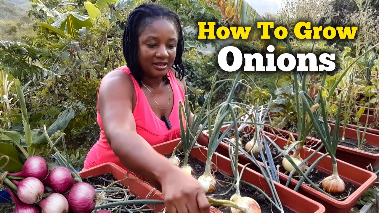 How To Grow HUGE ORGANIC ONIONS In Containers//From Seeds To Harvest Of Red & White Onions