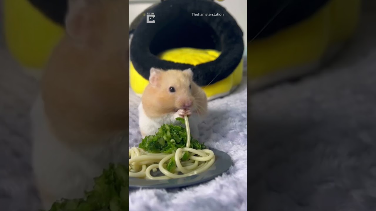 Making delicious meals for my hamsters 🐹  