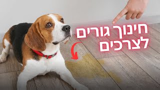 אילוף גורים לצרכים - איך ללמד גור לעשות צרכים בחוץ