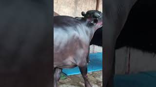 motivation attitude motivational success shayari manojdey cow murrah animals balajidairyfa