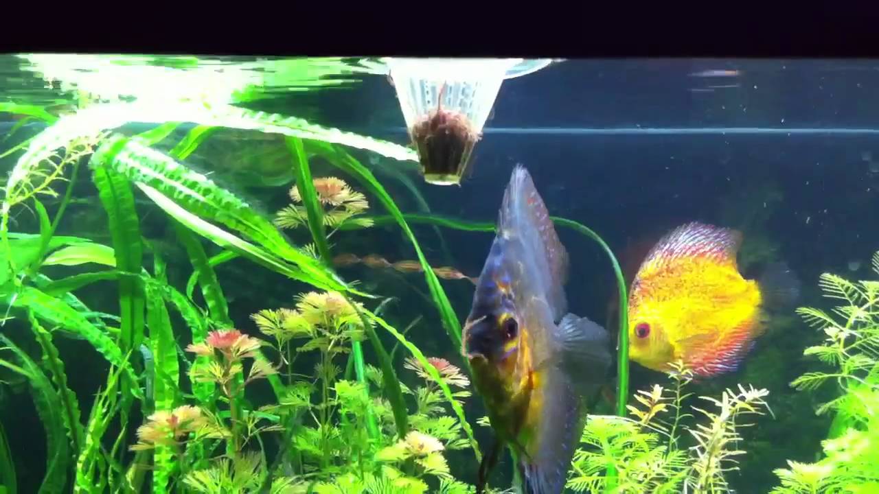 Discus Eating Discus fish eating blackworms-02 1.06.10 - YouTube
